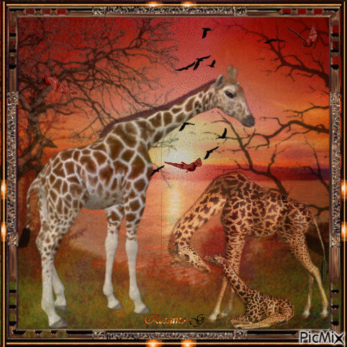 Girafes - GIF animasi gratis