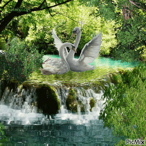 labutě - Darmowy animowany GIF