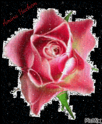 rose - Nemokamas animacinis gif