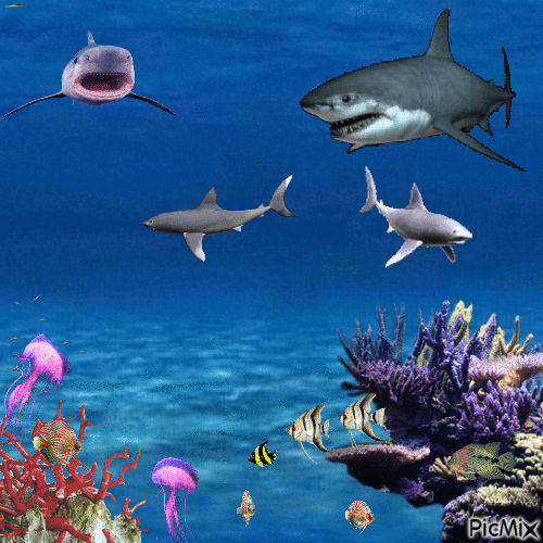 Sharks - GIF animé gratuit