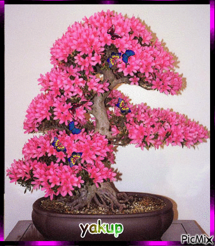 bonsai - GIF animado grátis