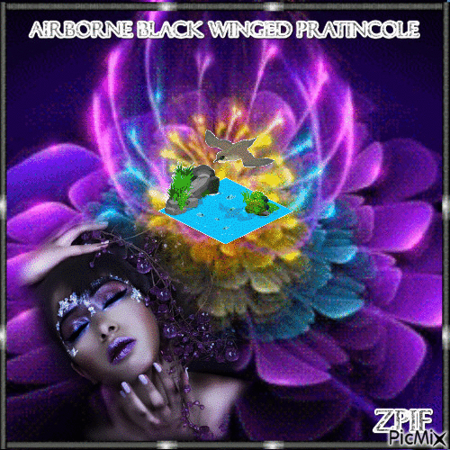 Airborne Black winged pratincole - GIF animé gratuit