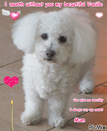 1 month without you my beautiful Vanille . You miss me terribly . I always cry my sweet - Darmowy animowany GIF