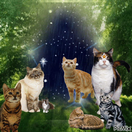 warrior cats - Free animated GIF