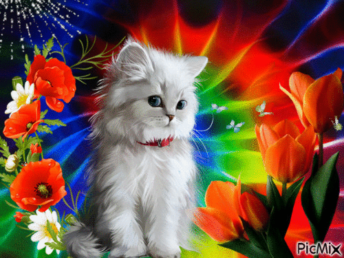 le petit chaton - 無料のアニメーション GIF