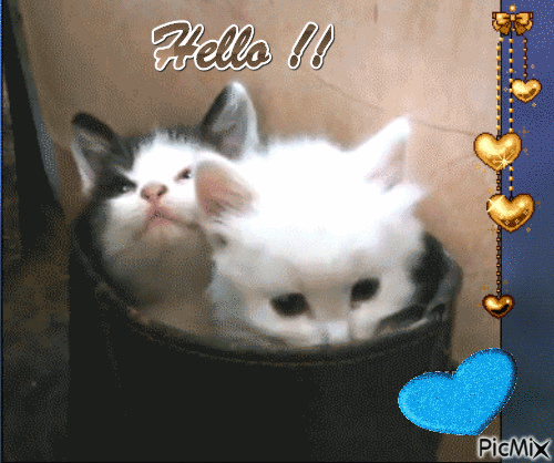 deux petits chats - GIF animé gratuit