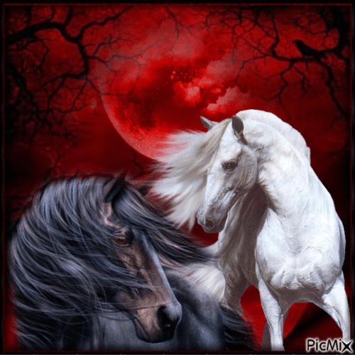 Chevaux - Tons noirs, blancs et rouges. - Free animated GIF