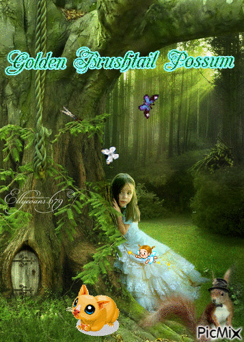 Golden Brushtail Possum - 免费动画 GIF