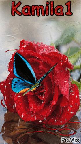 Papillon in the rose - Free animated GIF