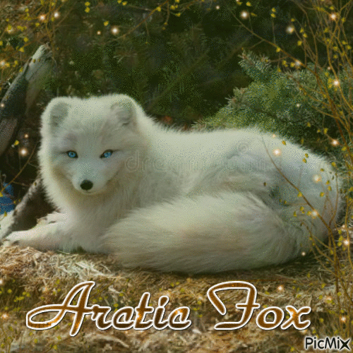 Arctic Fox - GIF animado gratis
