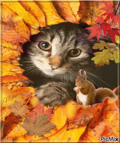 chat et ecureuil automne - Gratis animerad GIF