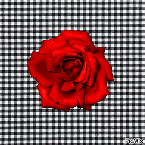Vichy rose rouge - Ingyenes animált GIF