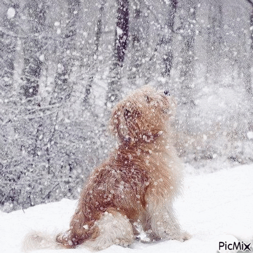chien dans la neige - Gratis animeret GIF