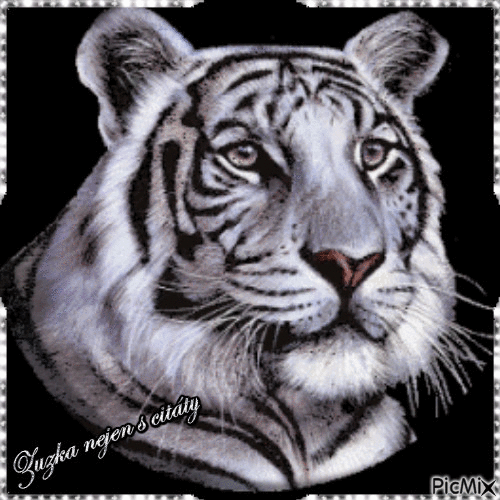 tygr - Animovaný GIF zadarmo