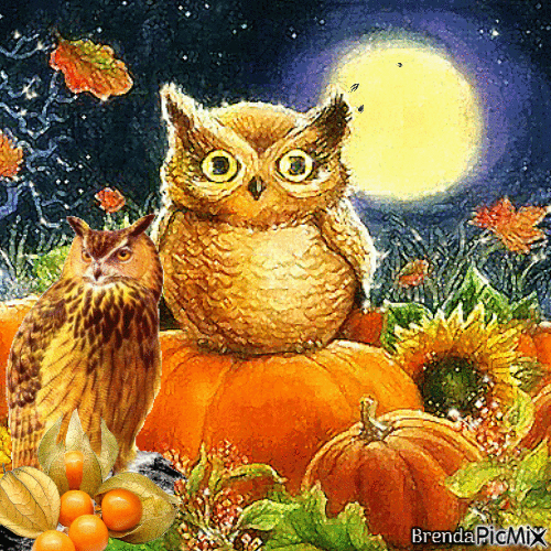 halloween owl - Gratis geanimeerde GIF