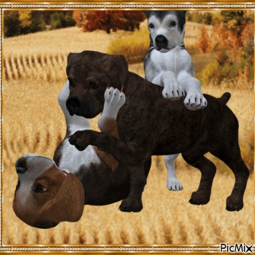 Les chiens - Free PNG