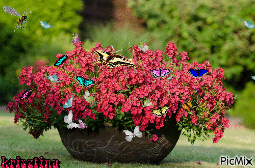 pillangók - GIF animado grátis
