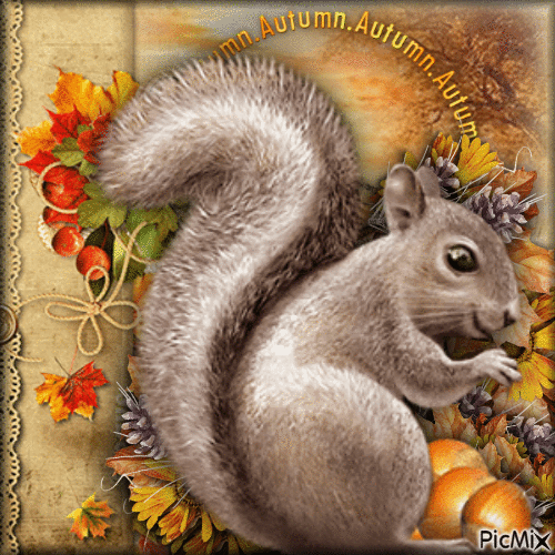 Squirrel in Autumn-RM-10-26-23 - GIF เคลื่อนไหวฟรี