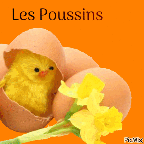 Les Poussins - Δωρεάν κινούμενο GIF