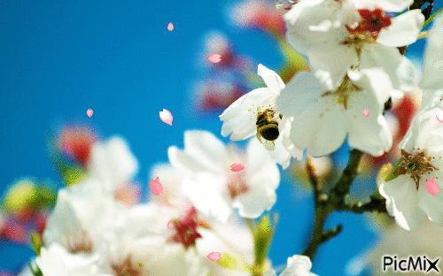 Le printemps - Ilmainen animoitu GIF