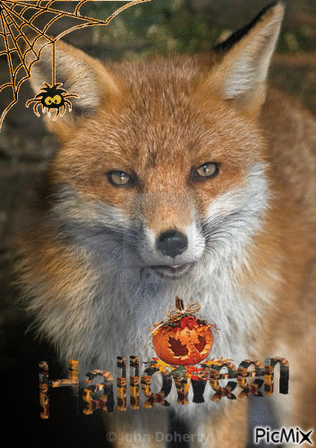 Gills Halloween Fox - Gratis geanimeerde GIF