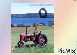CHAT AGRICULTEUR - 免费动画 GIF