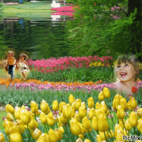 Tulipes - Gratis animerad GIF