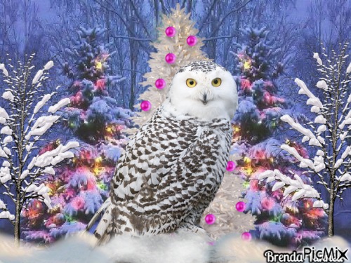 christmas owl - nemokama png