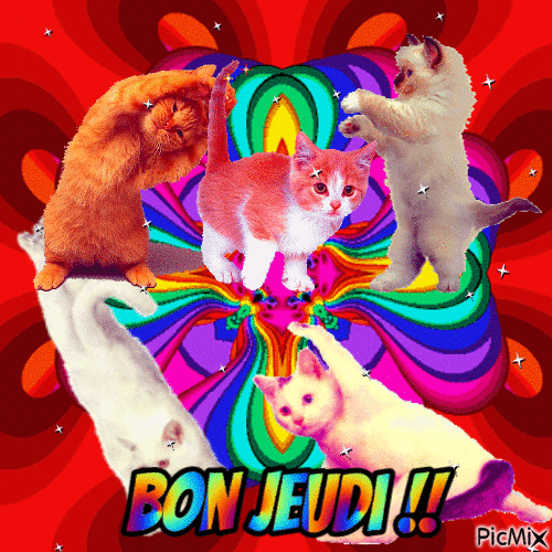 Jeudi comme des chats - Free animated GIF