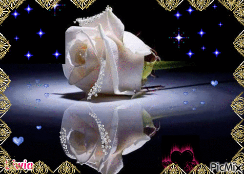 Biała Róża - Безплатен анимиран GIF