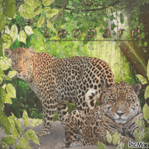 ✶ Leopard {by Merishy} ✶ - 無料のアニメーション GIF