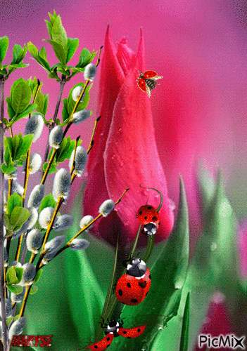 coccinelles - Free animated GIF