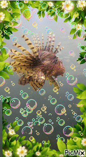 "Lion Fish" - Ingyenes animált GIF