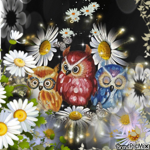 OWL - Besplatni animirani GIF
