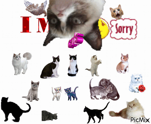 Im Sorry - Безплатен анимиран GIF