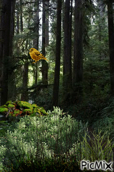 En pleno bosque - GIF animé gratuit