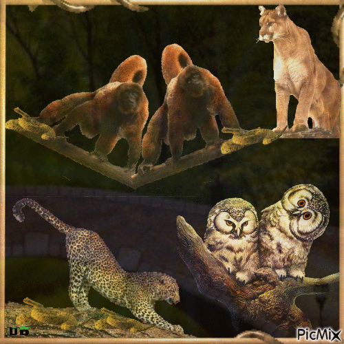 les animaux sauvages - Besplatni animirani GIF