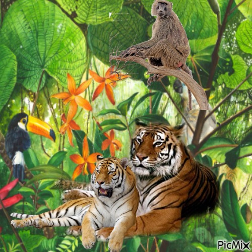 Dschungel - Free PNG