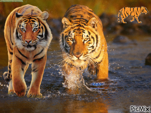 Tigers - Animovaný GIF zadarmo