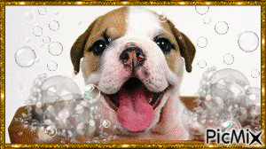 Puppy Taking A Bath! - GIF animé gratuit