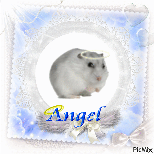angel hamster - GIF เคลื่อนไหวฟรี