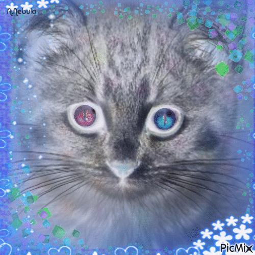 Cute Kitty - 免费动画 GIF