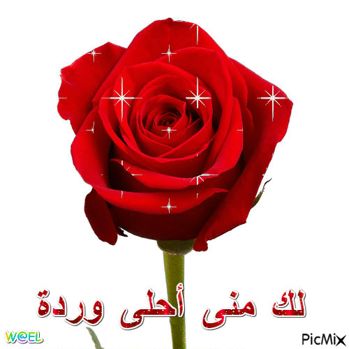 وردة جميلة - Ücretsiz animasyonlu GIF