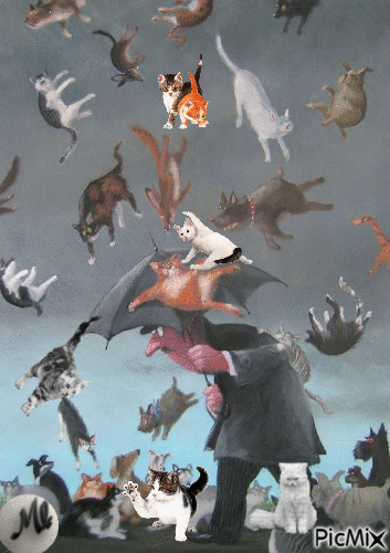 Lloviendo gatos... - GIF animado gratis