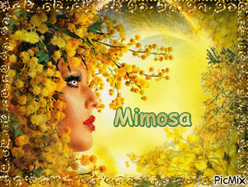Mimosa. - Δωρεάν κινούμενο GIF