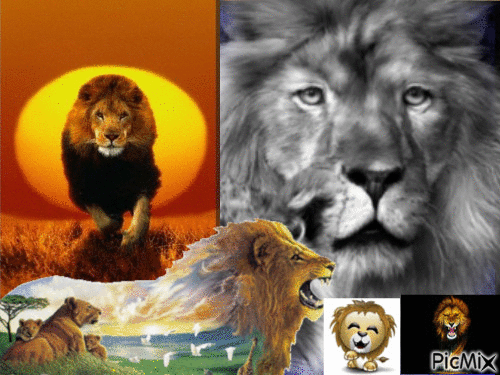 le lion 2 - GIF animé gratuit