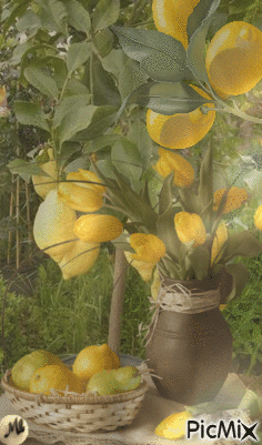 Limonero - GIF animado grátis