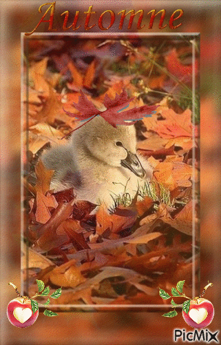 canard a L,automne - Gratis geanimeerde GIF