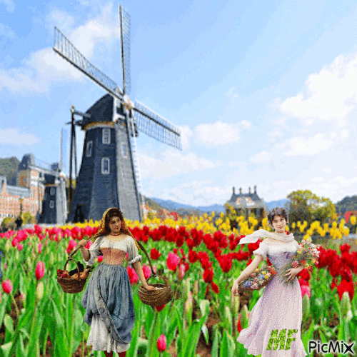 la hollande les champs de tulipes - Bezmaksas animēts GIF