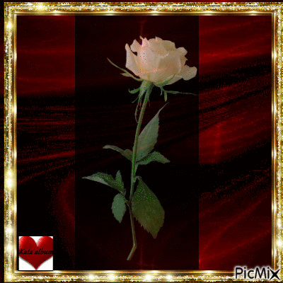 Fehér rózsa - Безплатен анимиран GIF